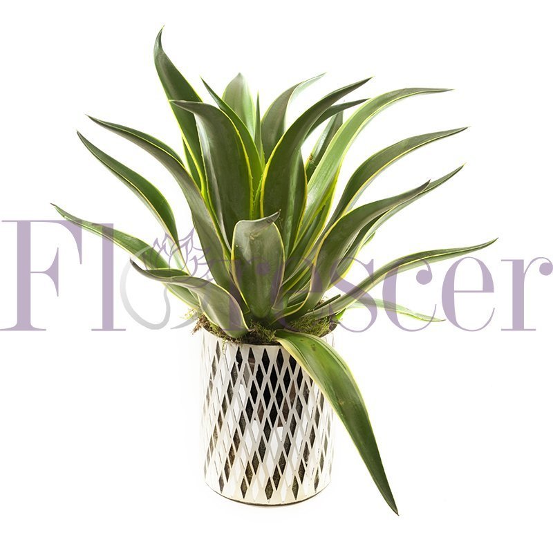 AGAVE AMBROSIA