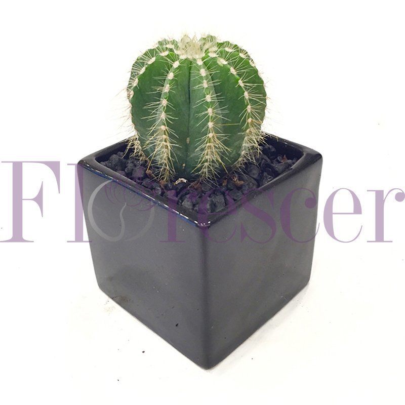LONE CACTUS