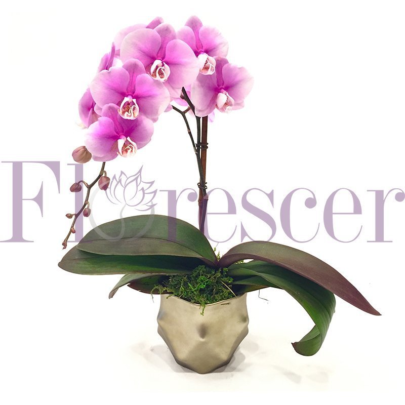 MODERN ORCHID