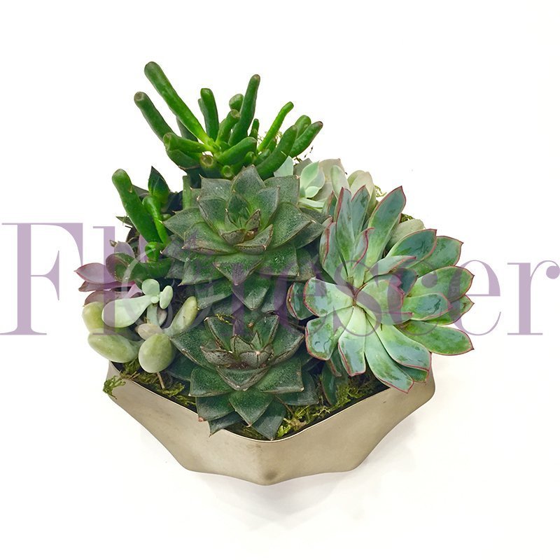 SUCCULENT CLUSTER