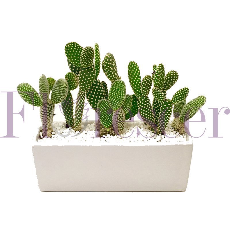 CACTUS LANDSCAPE