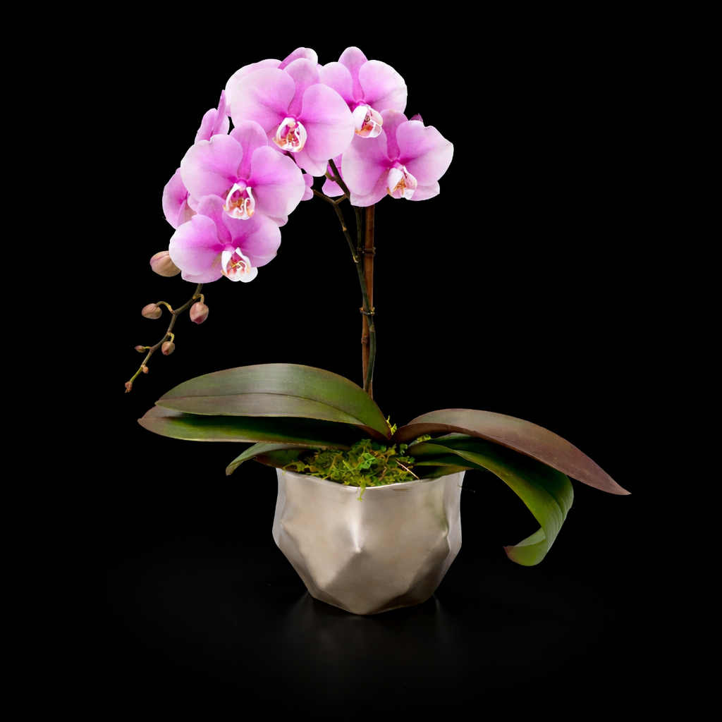 MODERN ORCHID