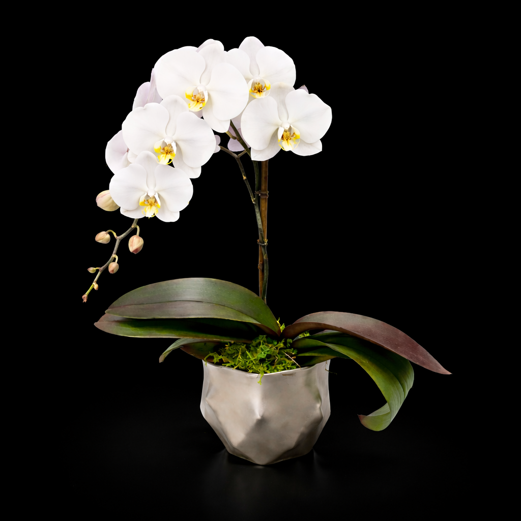 MODERN ORCHID